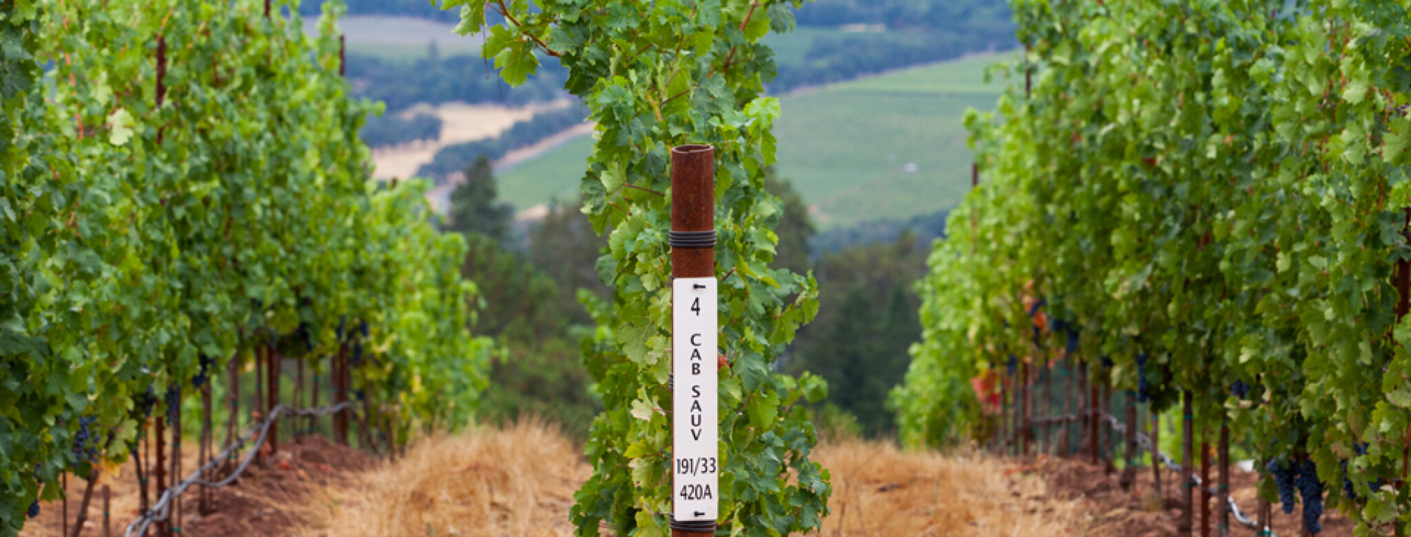 Gilfillan Vineyard